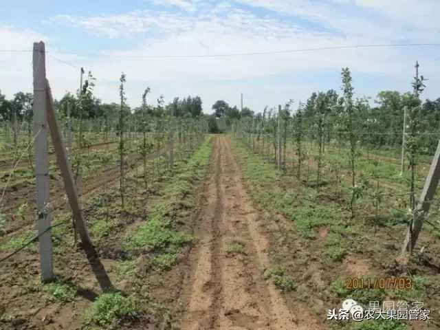 准备种果树者必看的八大栽植要点