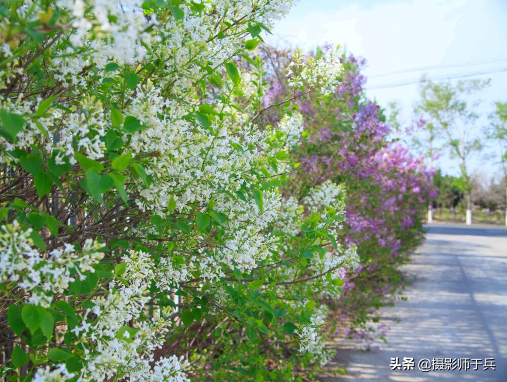 丁香花怒放的时节