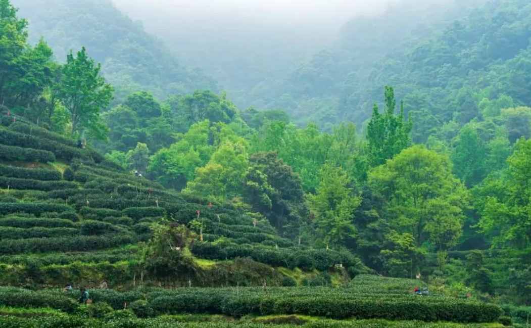 十大名茶安徽占4种，为何没成为第一茶叶大省？徽茶处于什么地位