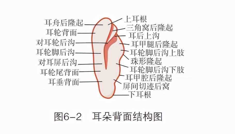 「观面无隐私」耳朵结构你知道吗？