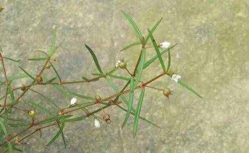 白花蛇舌草是一种什么样的植物