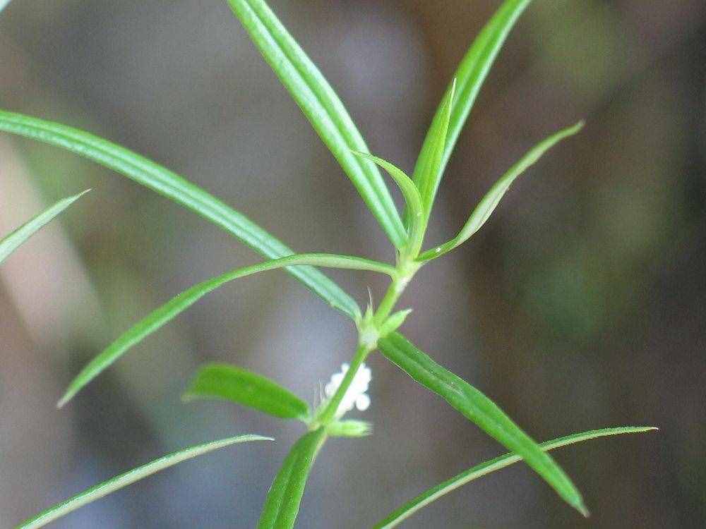 白花蛇舌草是一种什么样的植物