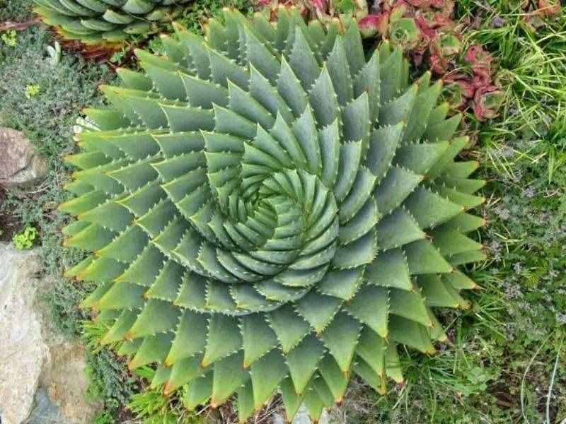 芦荟女王——多叶芦荟