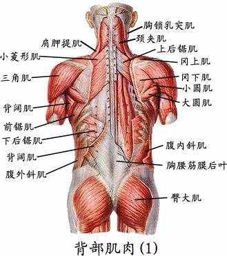 全身肌肉组织解剖图，值得收藏！
