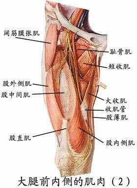 全身肌肉组织解剖图，值得收藏！