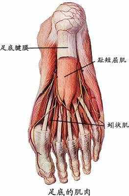 全身肌肉组织解剖图，值得收藏！