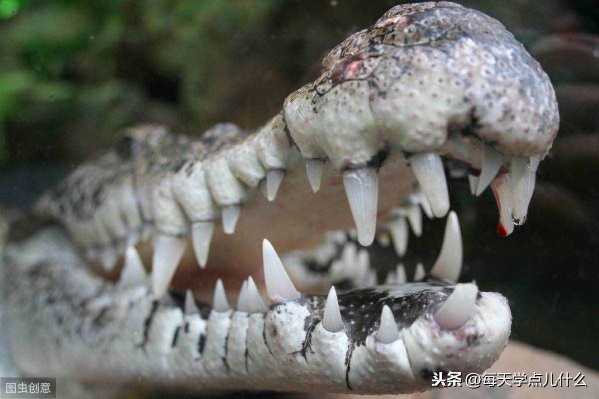 美洲豹没有鳄鱼那么强大的咬力，为什么却能捕杀鳄鱼？