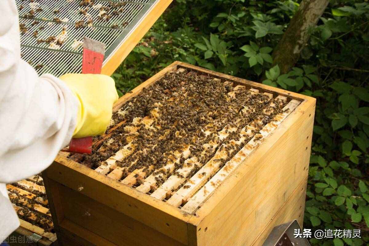 掌握养蜂技术基础知识，才能举一反三灵活运用，步入科学养蜂正途