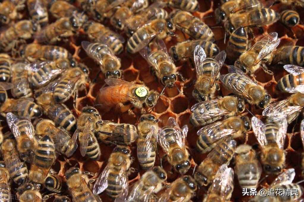 掌握养蜂技术基础知识，才能举一反三灵活运用，步入科学养蜂正途