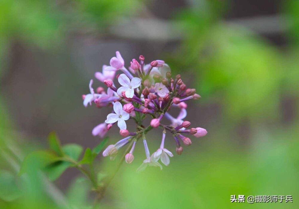 丁香花怒放的时节