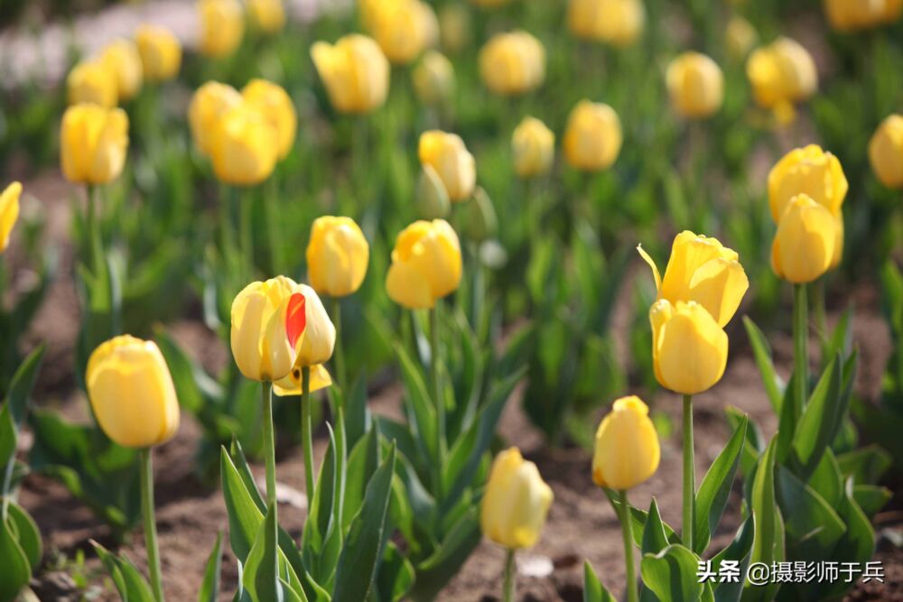 丁香花怒放的时节