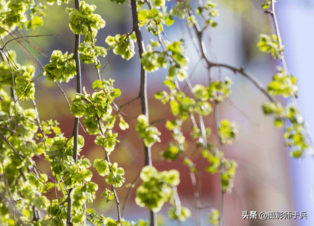 丁香花怒放的时节