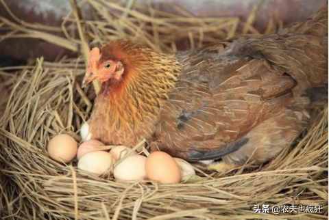 母鸡孵小鸡要多少天？为何农村用母鸡孵化小鸡的越来越少了？