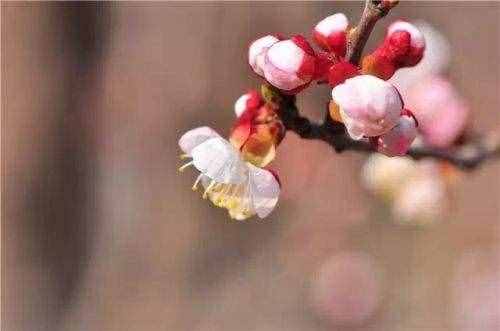 邵雍的十首梅花诗，诗不美，却很神奇，太有智慧，读懂的都是高人