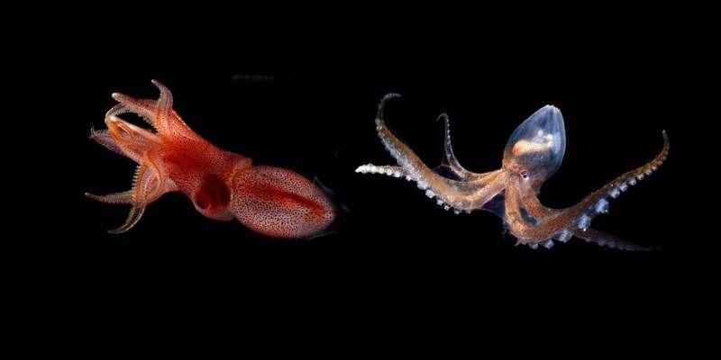 章鱼和鱿鱼有什么区别？