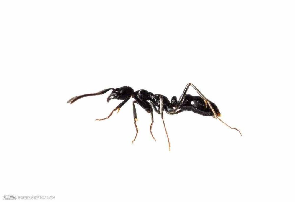 中药黑蚂蚁