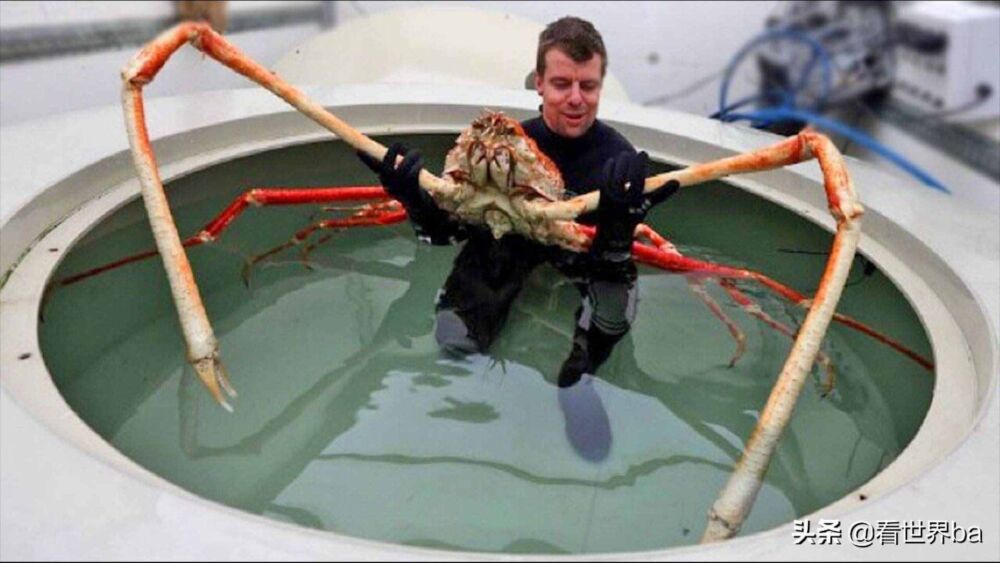 世界上体型最大的螃蟹，形似蜘蛛可达4米长，也叫“杀人蟹”