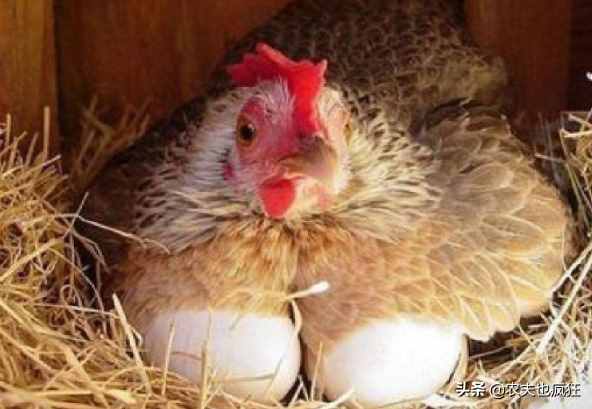 母鸡孵小鸡要多少天？为何农村用母鸡孵化小鸡的越来越少了？