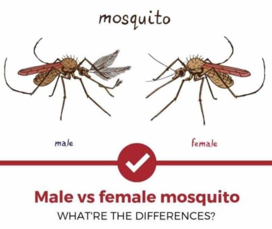 交配后才吸血？蚊子是如何在短暂一生中，让我们对其深恶痛绝的？