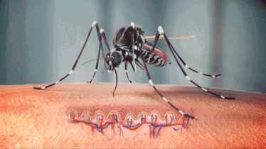 交配后才吸血？蚊子是如何在短暂一生中，让我们对其深恶痛绝的？
