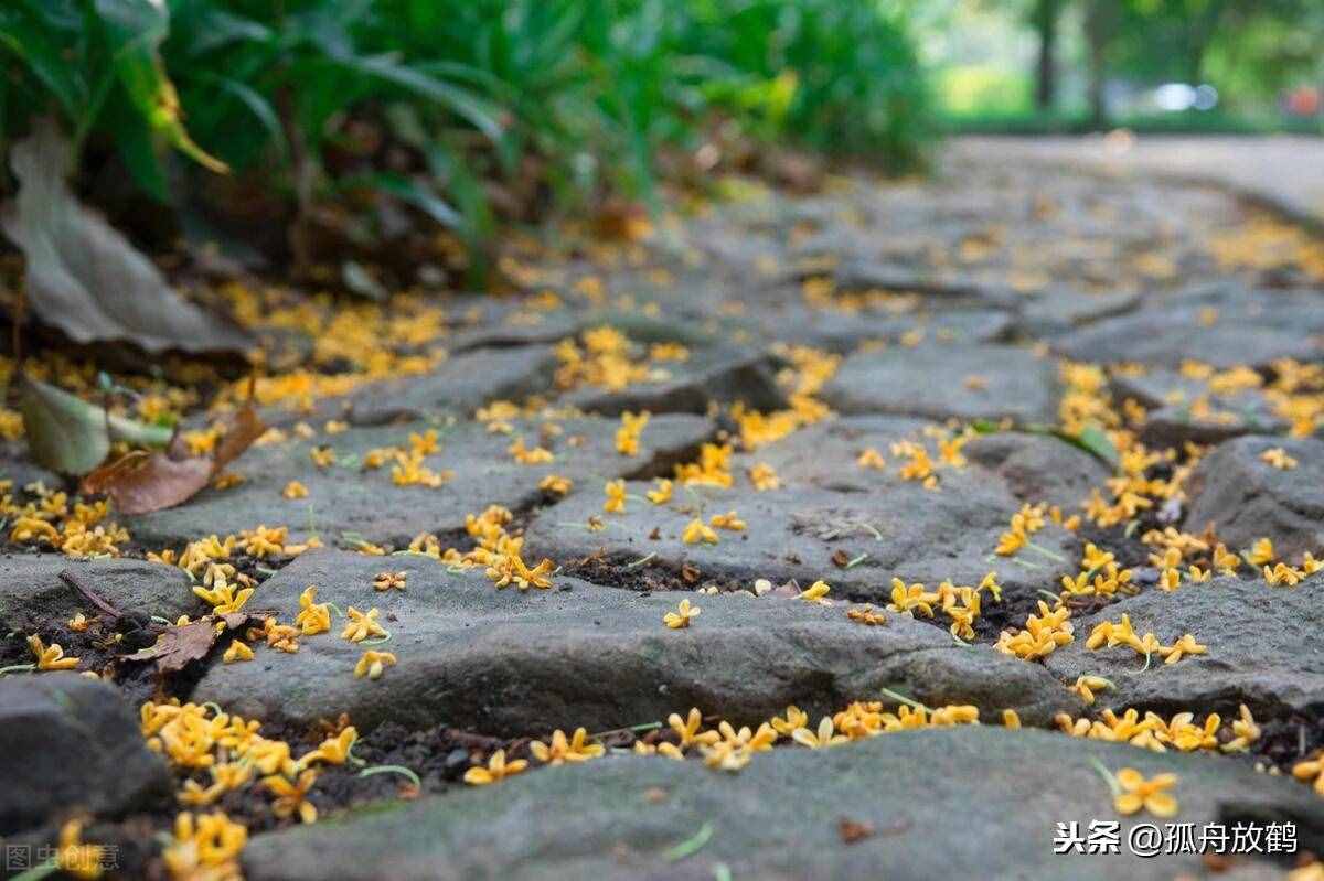 又是桂花飘香时