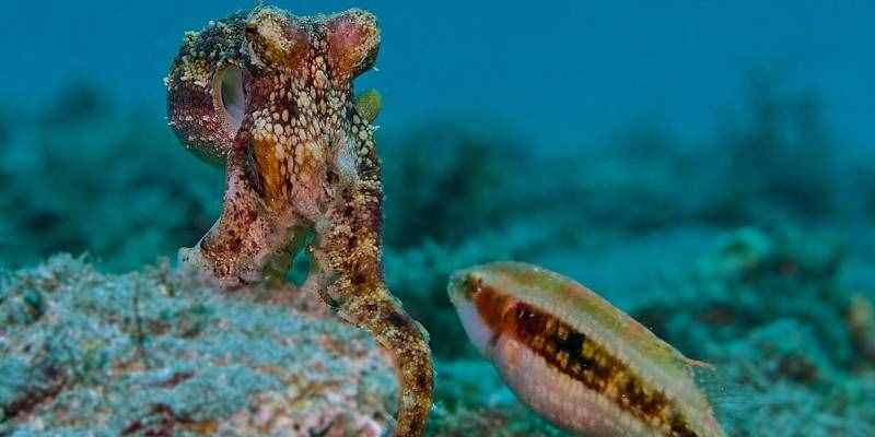 章鱼和鱿鱼有什么区别？