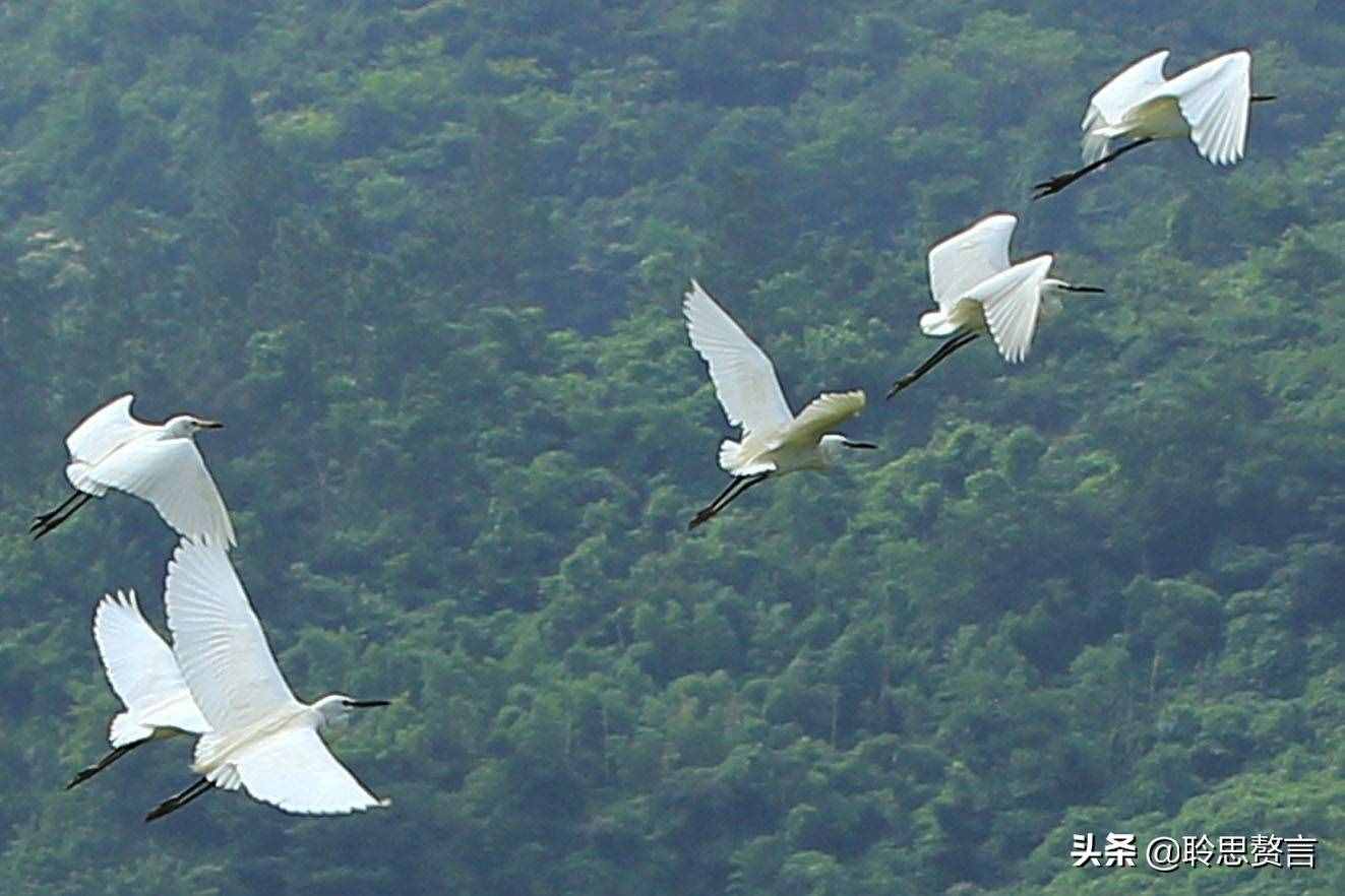 白鹭诗词精选三十二首 霜姿不特他人爱，照影沧波亦自怜