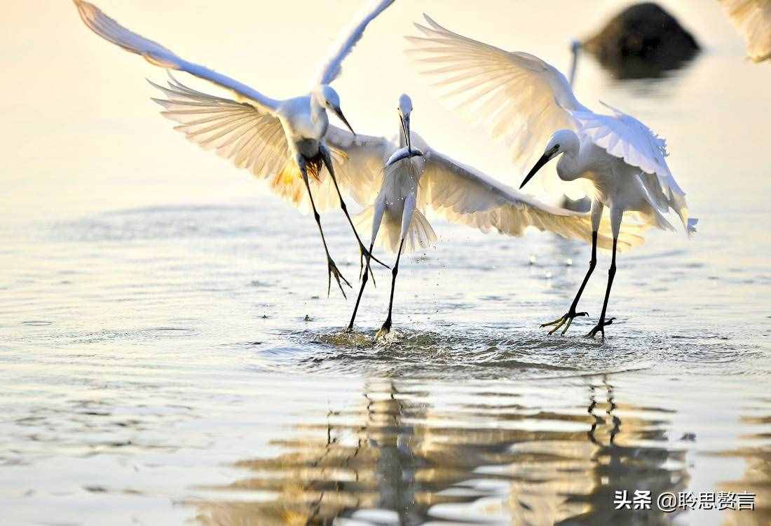 白鹭诗词精选三十二首 霜姿不特他人爱，照影沧波亦自怜