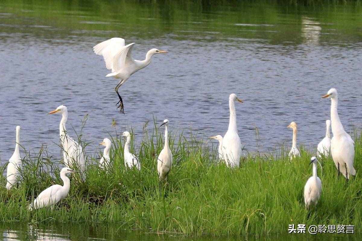 白鹭诗词精选三十二首 霜姿不特他人爱，照影沧波亦自怜