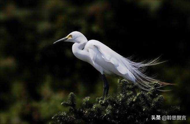 白鹭诗词精选三十二首 霜姿不特他人爱，照影沧波亦自怜