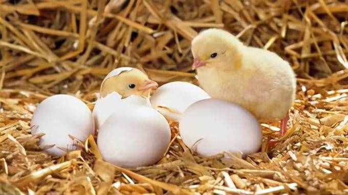 孵化雏鸡时需要注意哪些？
