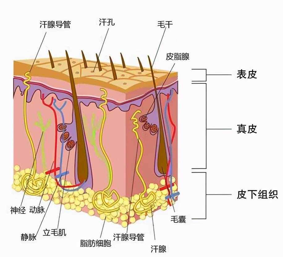 头油多是怎样导致的？