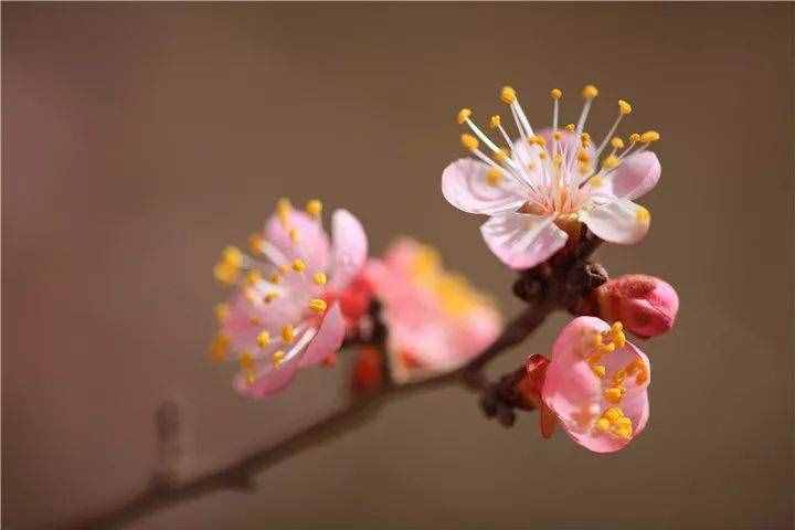 七首杏花诗词，惊艳了整个春天