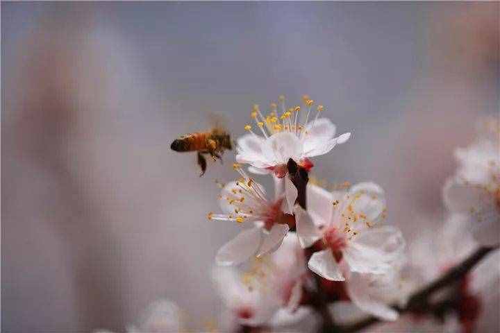 七首杏花诗词，惊艳了整个春天