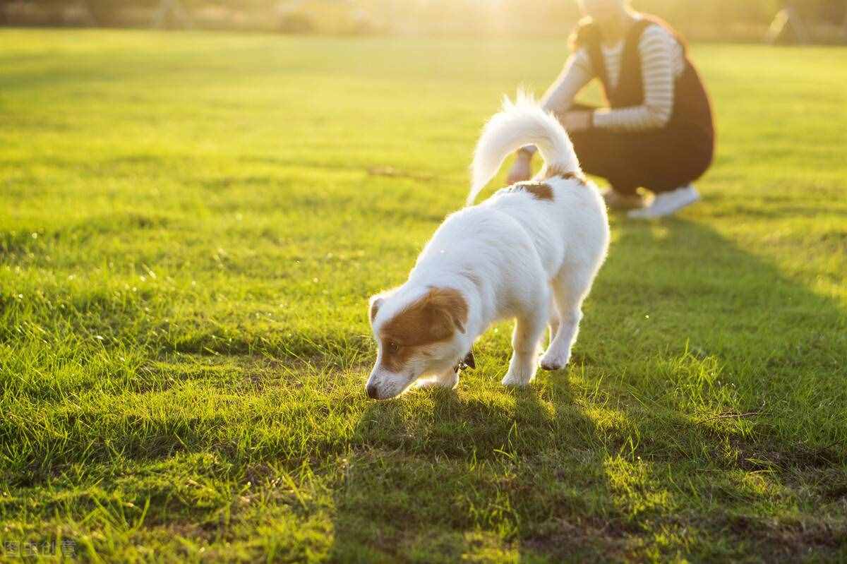 如何正确饲养狗狗？很简单就6点