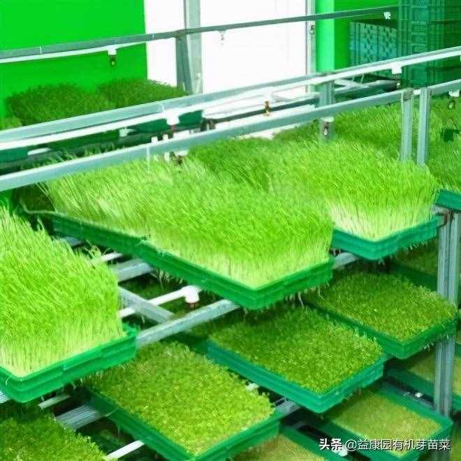 芽苗菜种植设备如何栽培