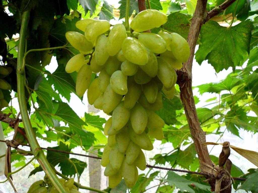 盆栽葡萄怎样养护管理？记住这4点，每一盆可结出10斤果实