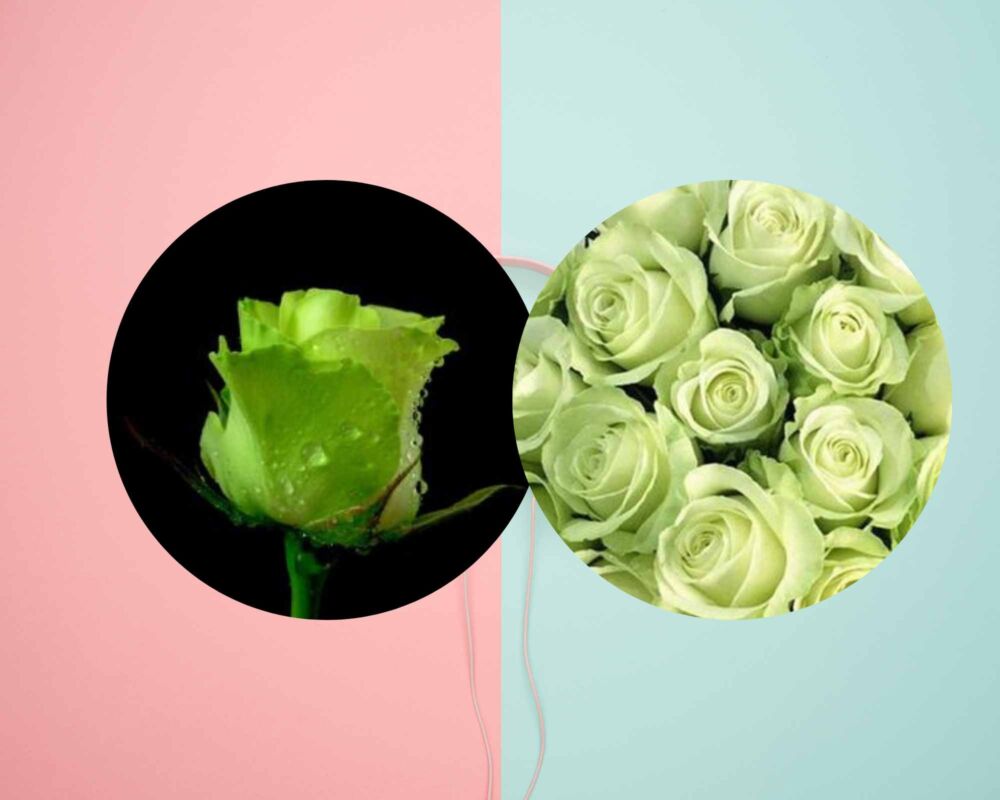 鲜花花语｜白、绿、香槟、粉玫瑰，不同颜色玫瑰花花语