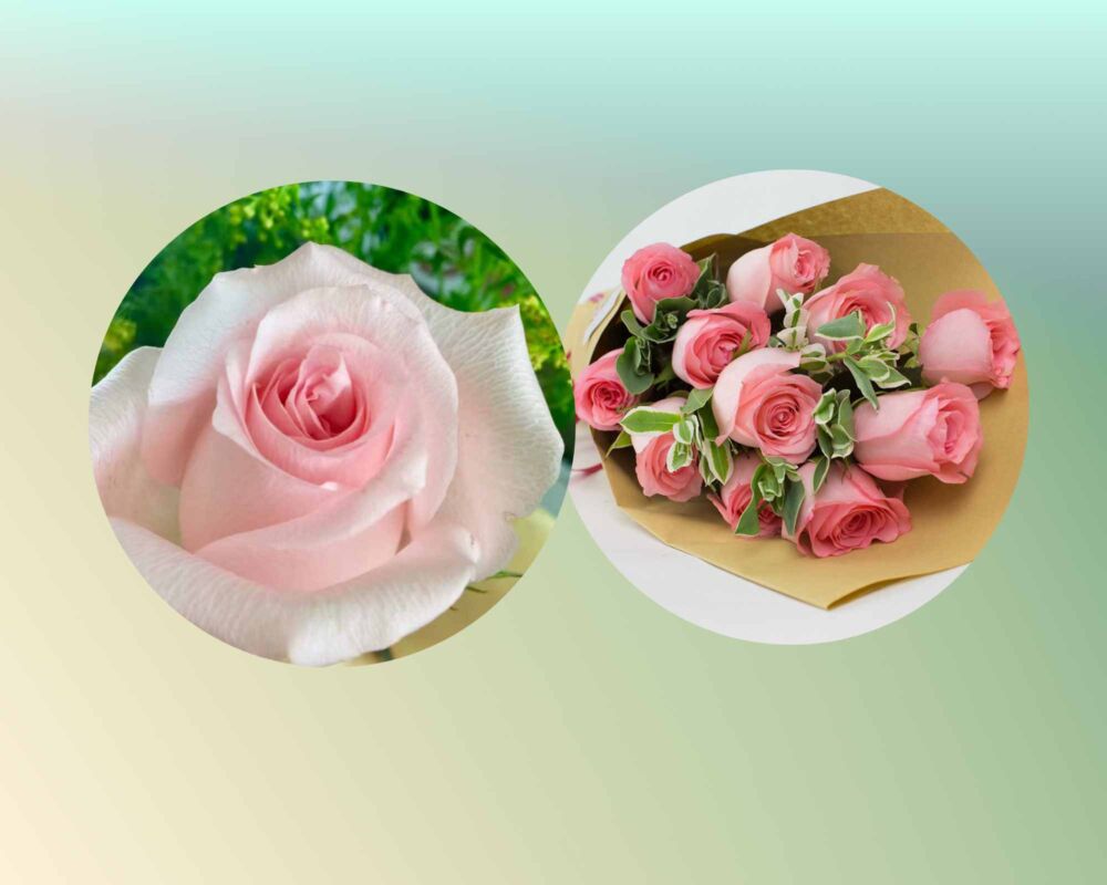 鲜花花语｜白、绿、香槟、粉玫瑰，不同颜色玫瑰花花语