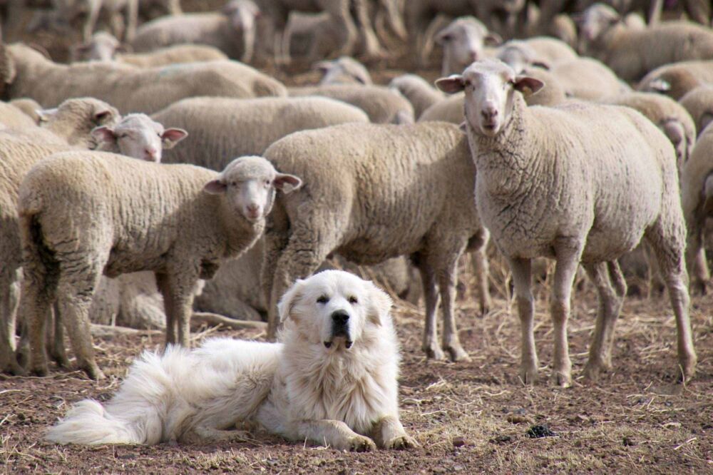 想不想枕着一只大白熊入眠－大白熊犬介绍