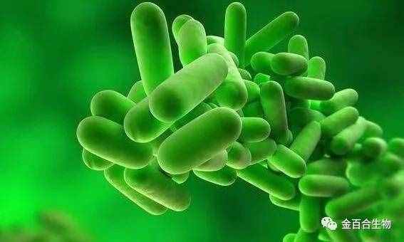 微生物小知识：菌种的退化和复壮