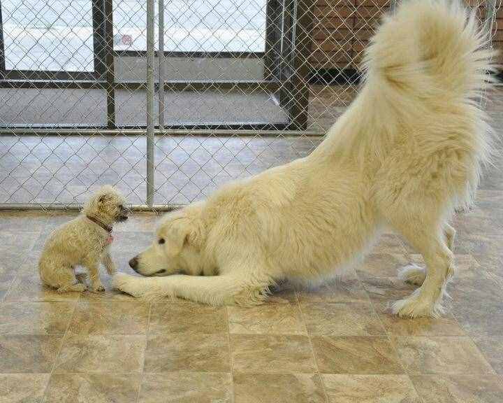 想不想枕着一只大白熊入眠－大白熊犬介绍