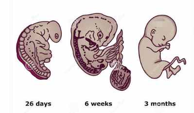 怀孕一个月胎儿有多大？孕早期六点注意事项，准爸妈知道好处多