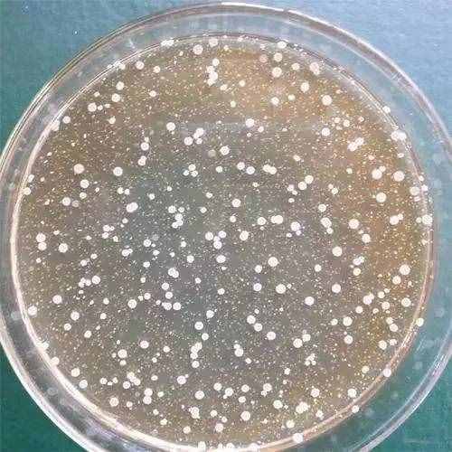 微生物小知识：菌种的退化和复壮