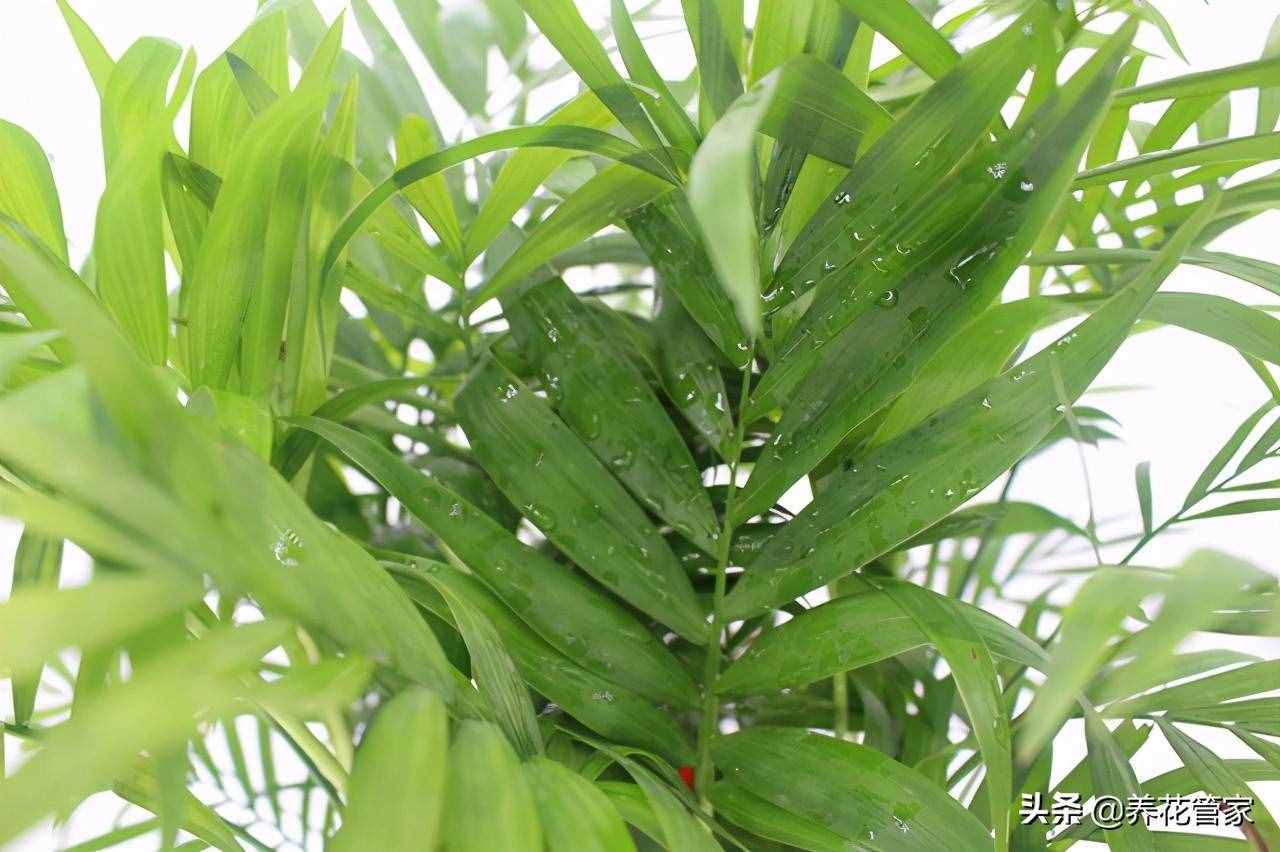 袖珍椰子养护谨记5点，叶绿光亮，还开花