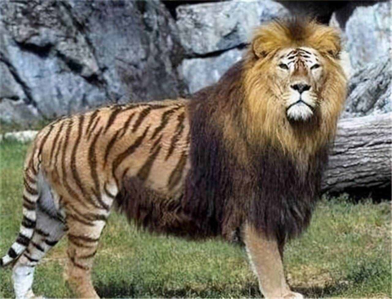 老虎狮子交配生虎狮兽，虎狮兽可生下狮虎狮兽，生殖隔离失效了？