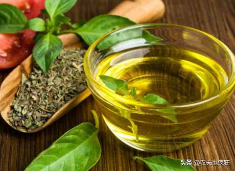 农村山茶油一斤能卖100多元，为何这么贵？山茶油有哪些好处？