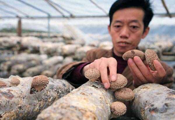 湖北竹溪：小香菇建成大产业