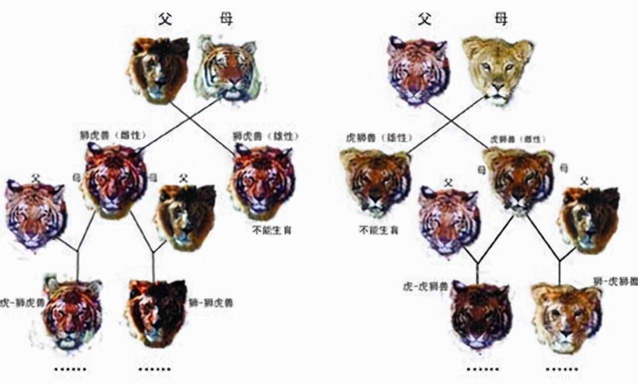 老虎狮子交配生虎狮兽，虎狮兽可生下狮虎狮兽，生殖隔离失效了？