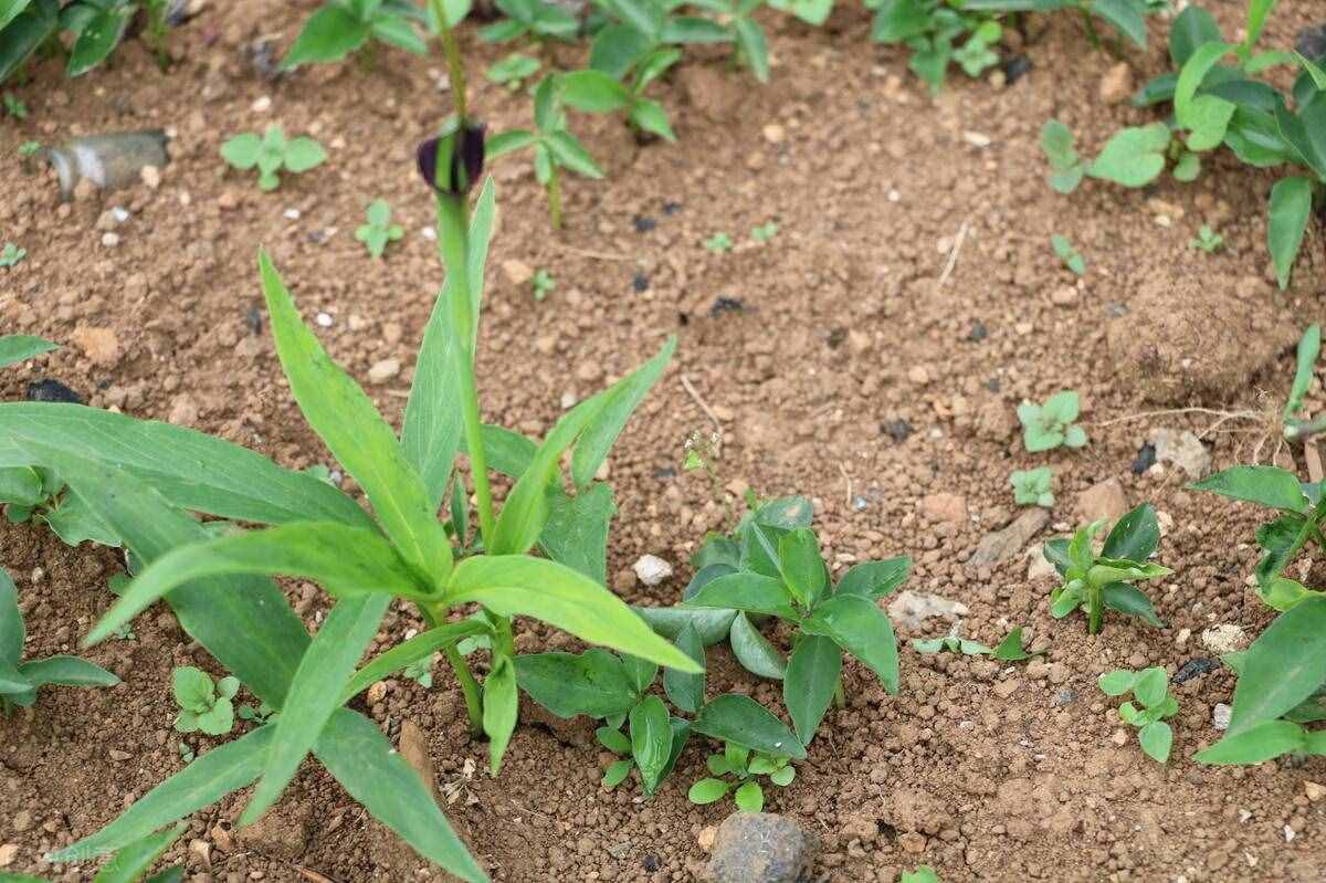 半夏种植技术，利用块茎繁殖可以做到一年三种三收